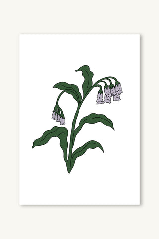 Comfrey Buds II Giclée Print